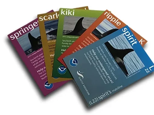 A fanned stack of Seattle Aquarium Orca Identification Cards for Springer, Scarlet, Kiki, Ripple, and Spirit
